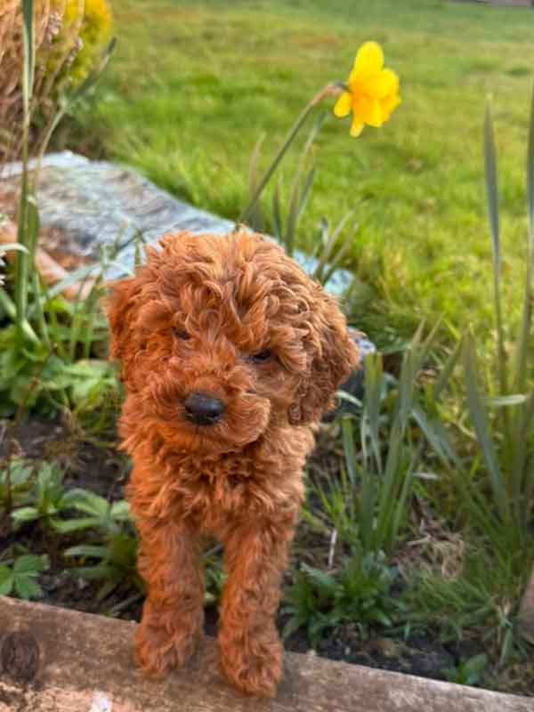 Frankie